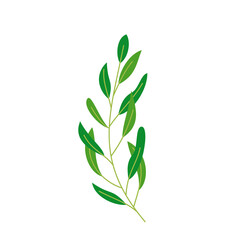 green plant isolated for nature design element