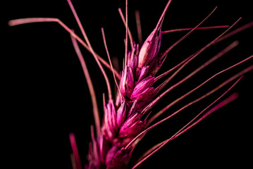 A piece of wheat that has been painted red for a floral display against a black background