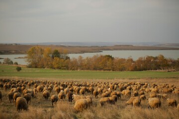 Fototapeta na wymiar flocks of beautiful domestic sheep grazing in a large field, a beautiful view of the lake