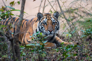 Close up of the face of a tiger in the forest with use of selective focus