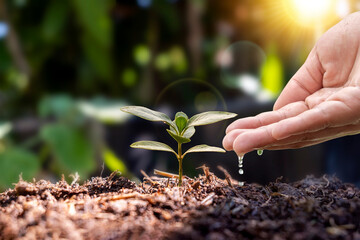 Male hands watering plants, farmer's hands checking the growth of vegetable seeds or plant seedlings Business concept or ecology.