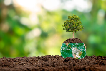 earth day concept or environment day concept tree growing on the ground. Elements of this image furnished by NASA.