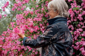 Side view of an elderly woman in the park admiring a blooming pink bougainvillea. White haired...