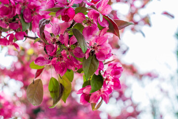 Blooming apple tree close-up. Spring,holiday