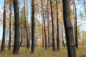Obraz premium Burned mingled wood after fire. Charred birch and pine trees in autumn. Scorched fire-damaged forest with dry grass and blue sky.