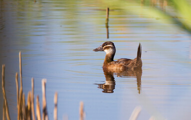 White headed Duck (Oxyura leucocephala) is one of the upright ducks.In Turkey, many live in wetland areas.