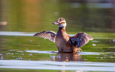 White headed Duck (Oxyura leucocephala) is one of the upright ducks.In Turkey, many live in wetland areas.