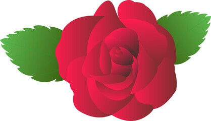 red rose flower PNG 2023011801