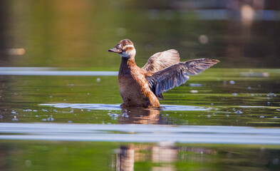 White headed Duck (Oxyura leucocephala) is one of the upright ducks.In Turkey, many live in wetland areas.