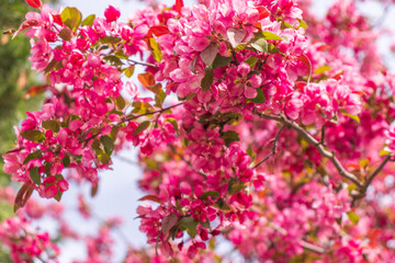 Blooming apple tree close-up. Spring,holiday