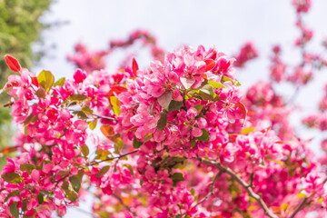 Blooming apple tree close-up. Spring,holiday