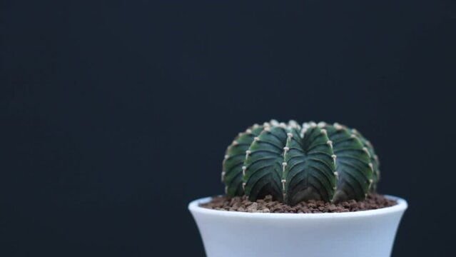 Gino cactus LB 2178 in a white pot on a dark background.