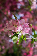 Obraz premium Blooming apple tree close-up. Spring,holiday