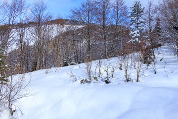 青空と雪山　冬の森林