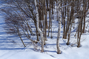 冬の森林　雪景色　1月　風景