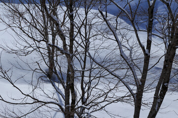 冬の森林　雪景色　1月　風景