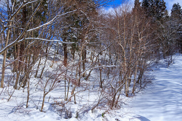 Fototapeta premium 青空と雪山 冬の森林