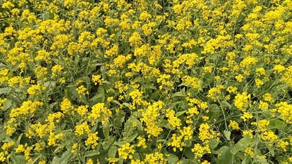 yellow flowers background