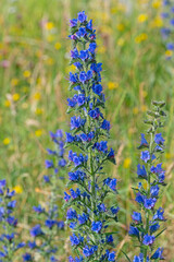 Blühender blauer Natternkopf, Echium vulgare