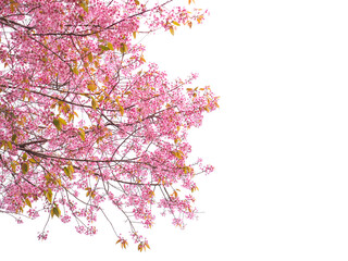 Pink cherry blossoms flower in full bloom over white background