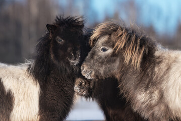 Fototapeta premium Miniature shetland breed ponies in winter