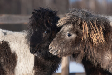 Two cute miniature shetland breed ponies in winter