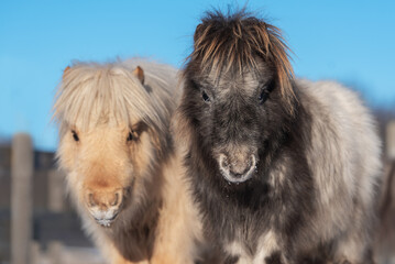 Fototapeta premium Two cute miniature shetland breed ponies in winter