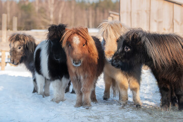 Miniature shetland breed ponies in the paddock in winter