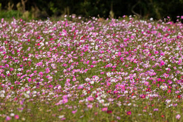 field of flowers. pink and white cosmos in the field.