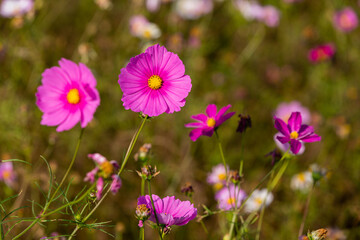 Obraz premium flowers in the field. Pink cosmos in the field.
