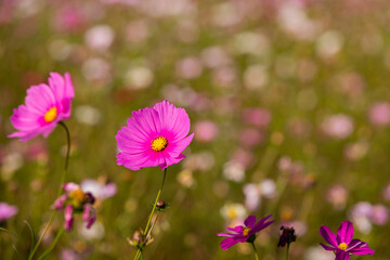 Fototapeta premium pink cosmos flowers in field