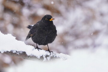Blackbird male sitting in snow. common blackbird. Eurasian blackbird. Turdus merula.  Winter scene with a black bird. 