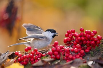 Beautiful autumn scene with a cute marsh tit. Wildlife scene with a titmouse. Poecile palustris. A tit eats rowan berries.