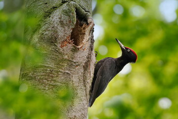 Black woodpecker male (Dryocopus martius) on the tree strain. Woodpecker in the nature habitat. Spring in the nature.