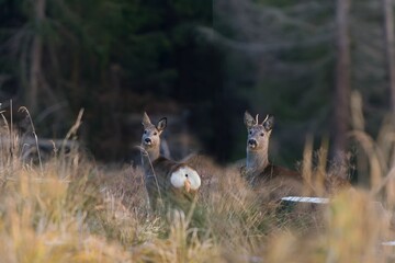 Two roe deer stands on the forest clearing. Capreolus capreolus. Wildlife scene from forest.