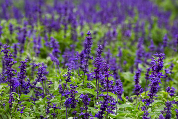 Naklejka premium lavender field in region