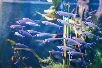 transparent fish in aquarium