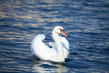 Höckerschwan