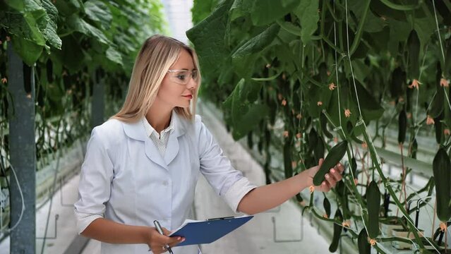 Beautiful woman biology agronomist checking fertilize condition organic cucumber growing greenhouse