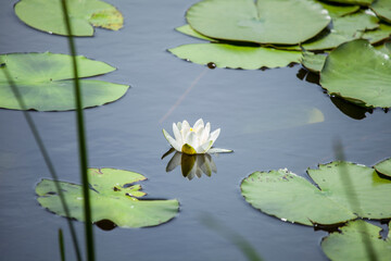 Seerose im Teich alleine