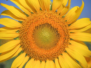 Close up blooming yellow sunflower.