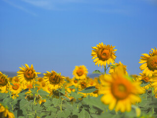 Fototapeta premium blooming sunflower over blue sky background.