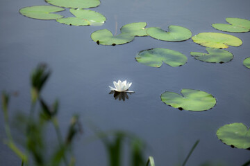 Seerose im Teich