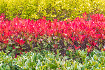 The red, just-blooming leaves of the Japanese Pieris bush. beautiful screensaver.