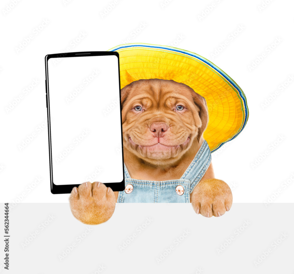 Poster happy mastiff puppy wearing overalls and summer hat holds big smartphone with white blank screen, sh