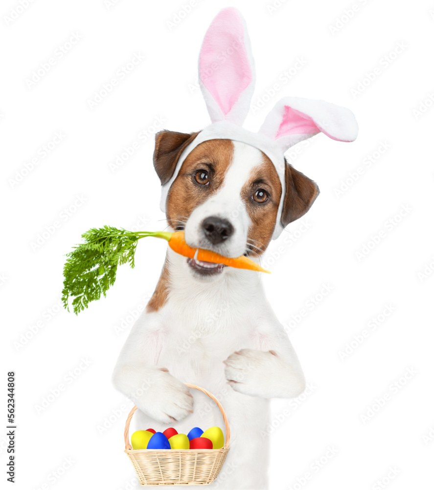 Poster jack russell terrier puppy wearing easter rabbits ears holds carrot in it mouth and holds basket of 