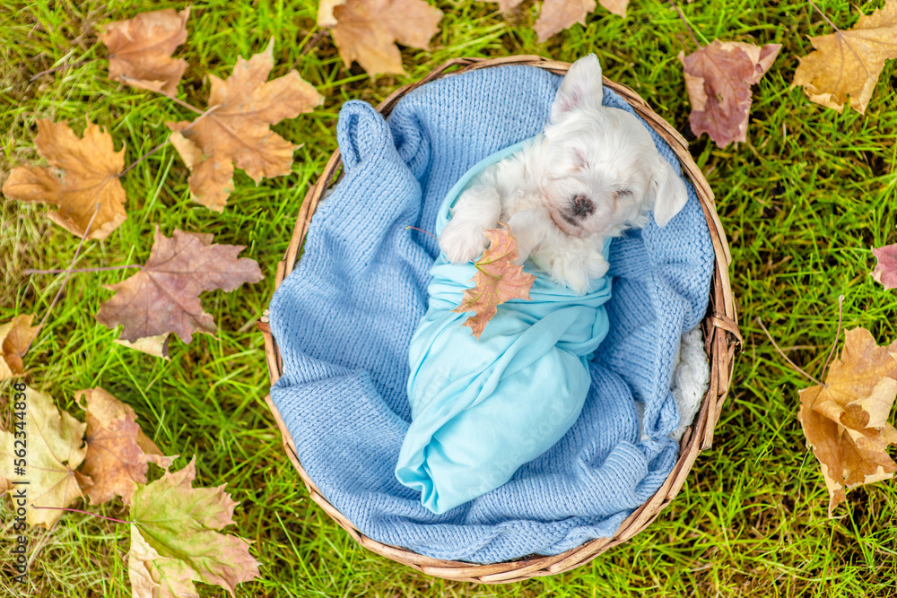 Poster tiny bichon frise puppy wrapped like a baby sleeps inside basket on grass and holds autumn leaf in i