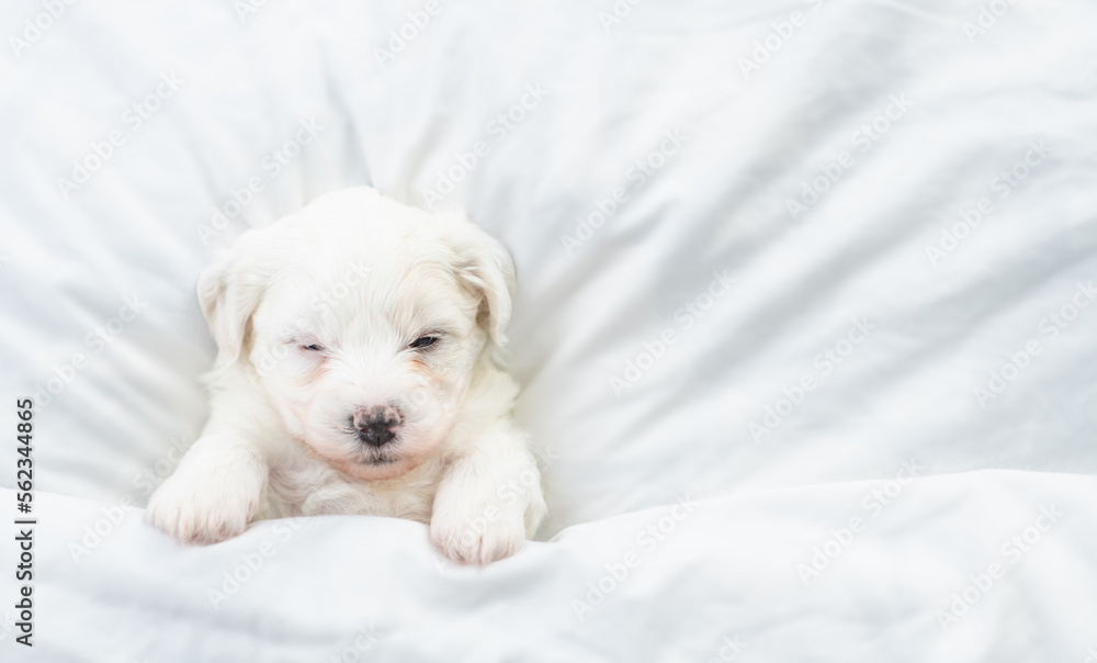 Poster tiny bichon frise puppy sleeps under white blanket on a bed at home. top down view. empty space for 