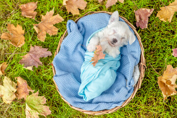 Tiny Bichon Frise puppy wrapped like a baby sleeps inside basket on grass and holds autumn leaf in...