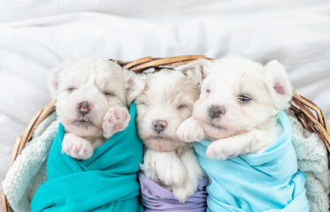 Three tiny Bichon Frise puppies wrapped like a babies sleep inside basket at home. Top down view